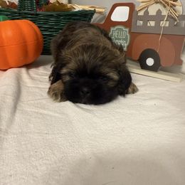 Buddy - Sable male Shih Tzu puppy in Boiling Springs, South Carolina from Sherry Whiteside's Shih Tzus