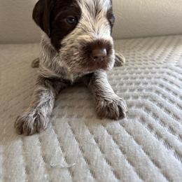 Boy 8 - Brown and gray male Wirehaired Pointing Griffon puppy in Jerome, Idaho from Double R Griffons