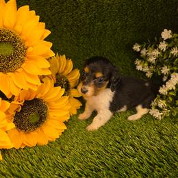 Cookie - Piebald female Dachshund puppy in Buckeye, Arizona from Duran Dachshunds