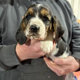 Girl 3 - Black brown and white female Basset Hound puppy in Noblesville, Indiana from Russell Bassets