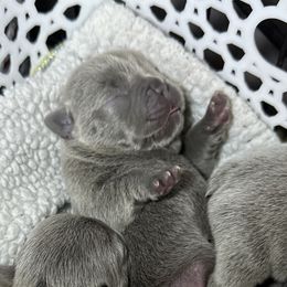 Boy 2 - Blue male French Bulldog puppy in Bolingbrook, Illinois from Flores Frenchies