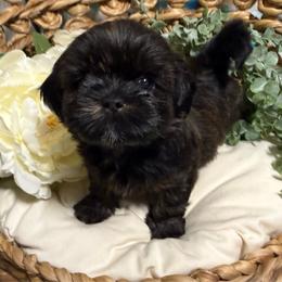 Snickers (Black collar) - Black and tan male Shih Tzu puppy in Sherman, Texas from Shannon’s Sugar Sweet Shih Tzu’s