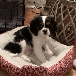 Cavalier King Charles Spaniel Puppies from Eastwick Paws Cavaliers