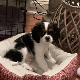 Cavalier King Charles Spaniel Puppies from Eastwick Paws Cavaliers