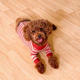 Holly - Poodle