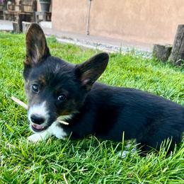 Willie - Brindle and white male American Corgi puppy in Tome, New Mexico from Blue Diamond Welsh corgis