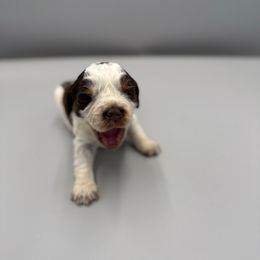 Eve - Tri-Roan female English Springer Spaniel puppy in Rogers, Ohio from StoneyBrook Setters