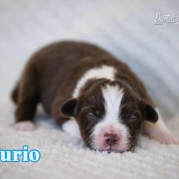 Curio - Red & white male Miniature American Shepherd puppy in Herriman, Utah from Painted Blue Aussies
