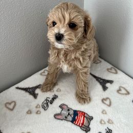 Ariel - Cream female Maltipoo puppy in Fife, Washington from Joyful Pups