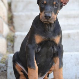 Doberman Pinscher Puppies from Obsidian Kennels