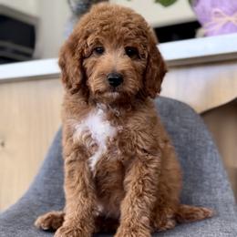 Melo - Red  male Goldendoodle puppy in St George, Utah from Doodle Bears of Southern Utah