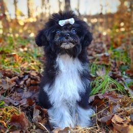 Companion Cross, Havanese, Mal-Shi, Maltese, Maltipoo, Morkie, and Shih Tzu Puppies from Seeking Shalom Acres Maltese, Maltipoos & Havamalts