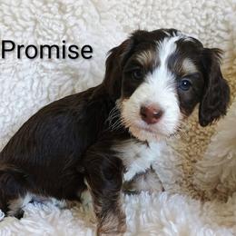 Bernedoodle puppies from Hatten Homestead Kennels