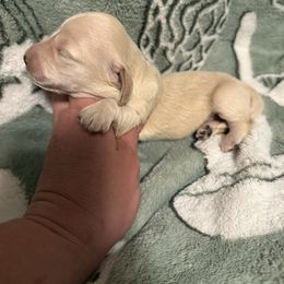 Girl 1 - Cream female Dachshund puppy in Deming, New Mexico from FoxieDoxies of New Mexico
