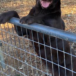 Sierra - Labrador Retriever