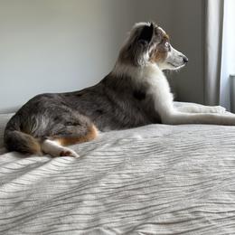 Toy Australian Shepherd All Grown Up from Under the Oak Aussies
