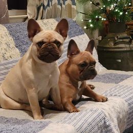 French Bulldogs from Dogwood Farms French Bulldogs