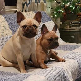 French Bulldogs from Dogwood Farms French Bulldogs