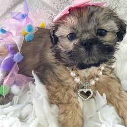 Shih Tzu Puppies from Arizona Sunrise Shih Tzus