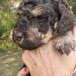 Espresso-mini bernedoodle - Phantom male Bernedoodle puppy in Pittsburg, Illinois from Doodles on Rock Creek