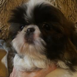 Boy 1 - Tricolor male Shih Tzu puppy in Dallas, Texas from A Sassy Soul Shih-Tzu