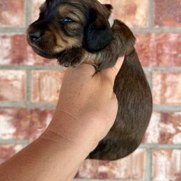 Prince - Cream male Dachshund puppy in Deming, New Mexico from FoxieDoxies of New Mexico