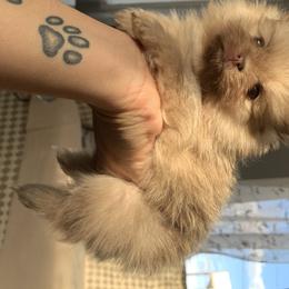 Pomeranian and Yorkshire Terrier Puppies from Melrey's paws