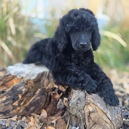 Jax - Black female Poodle puppy in Pinedale, Wyoming from S.R.S. Poodles