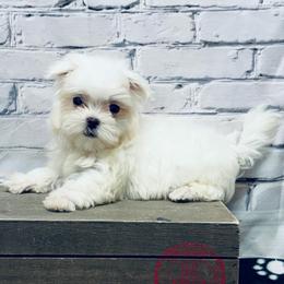 Duey TEACUP - White male Maltese puppy in Monticello, Iowa from Ashley’s Puppies