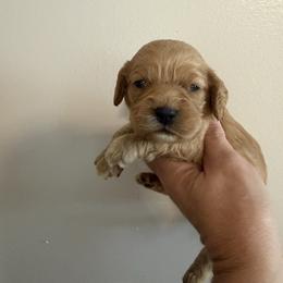 Male 1 - Red male Cockapoo puppy in Connersville, Indiana from MoonShine Babies