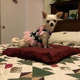Chihuahua All Grown Up from Knox Rock'n Chihuahuas