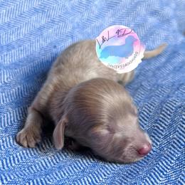 Girl 2 - Fawn (isabella) and cream female Dachshund puppy in Houston, Texas from L&L 4D Dancer’s Dachshunds