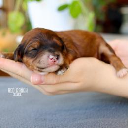 Soleil - Sable female Bernedoodle puppy in Salado, Texas from Red Ranch Dogs