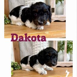 Dakota - AKC - Silky - Black and tan female Dachshund puppy in Kemp, Texas from Koli Acres