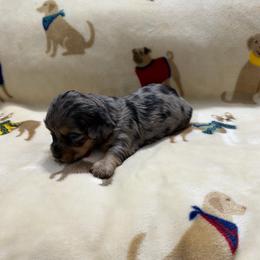 Dapple female - Black and tan female Dachshund puppy in Winton, North Carolina from Parker’s all American Doxies