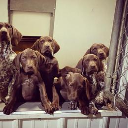German Shorthaired Pointer Puppies from Hardwood Kennels