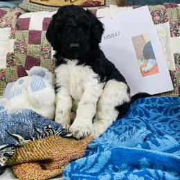 Poodle Puppies from RP Bar Ranch Royal Poodles and Doodles