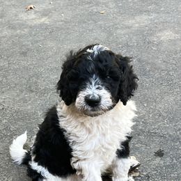 Labradoodle Puppies from Bear Creek Labradoodles