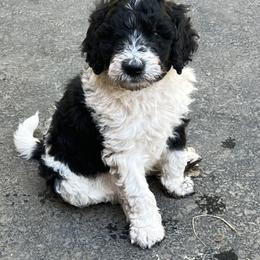 Labradoodle Puppies from Bear Creek Labradoodles
