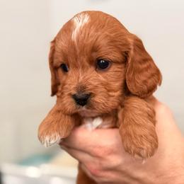 Thor - Red male Cavapoo puppy in Kalamazoo, Michigan from Sleeping Bear Kennels