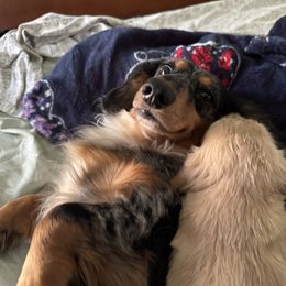 Dachshund Puppies from Ultimate_Doxies