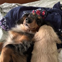 Dachshund Puppies from Ultimate_Doxies