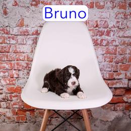 Bruno - male Aussiedoodle puppy in Calhoun, Georgia from Happy Top Doodles