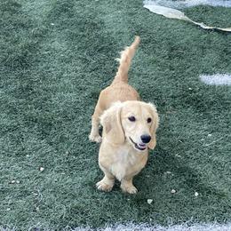 Dolly - Dachshund