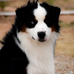 Doc - Miniature American Shepherd