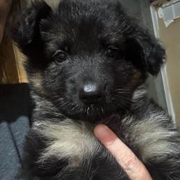 Skye - Black and tan female German Shepherd puppy in Barnhart, Missouri from Combat Creek German Shepherds (CMBTCR)