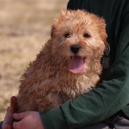 Kirk - Cream male Whoodle puppy in West Bend, Iowa from Blue Skies Terriers