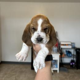 Boy 2 - Brown black and white male Basset Hound puppy in Las Animas, Colorado from J&D Dachsies