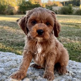 Cash - Red male Cockapoo puppy in Roseville, California from Darby Park Doodles