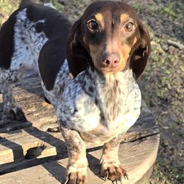 Cindy - Dachshund